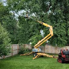 Best Tree Maintenance Programs  in Carrollton, OH