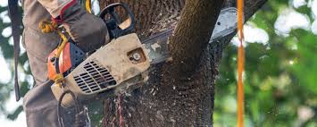 Best Fruit Tree Pruning  in Carrollton, OH