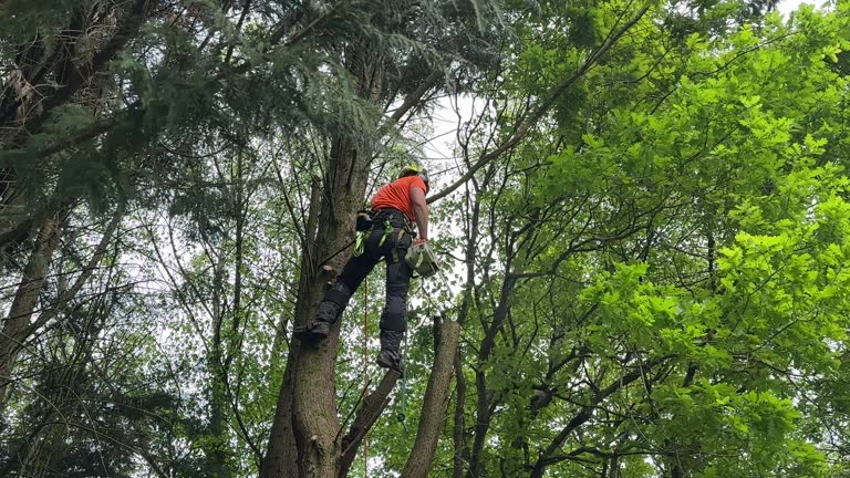 Best Tree Removal  in Carrollton, OH